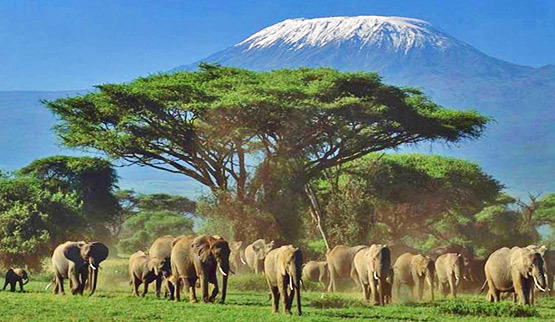 Du lịch Châu Phi 8 ngày Kenya khởi hành từ Hà Nội giá tốt