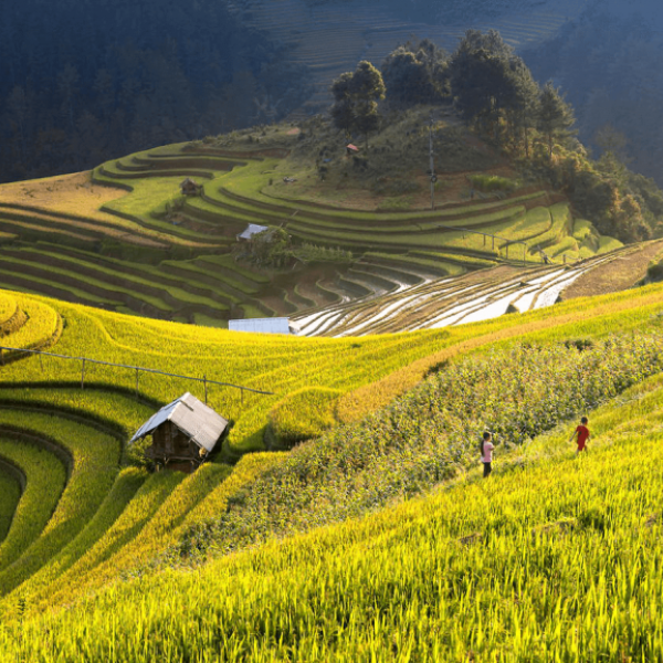 MÙ CANG CHẢI - SAPA - FANSIPAN  LAI CHÂU - ĐIỆN BIÊN - MỘC CHÂU - MAI CHÂU