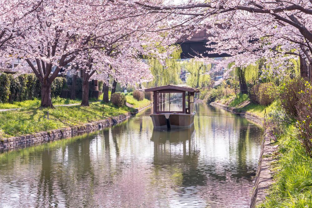 Jukkokubune: Trải nghiệm đi thuyền ngắm hoa anh đào lãng mạn ở Kyoto
