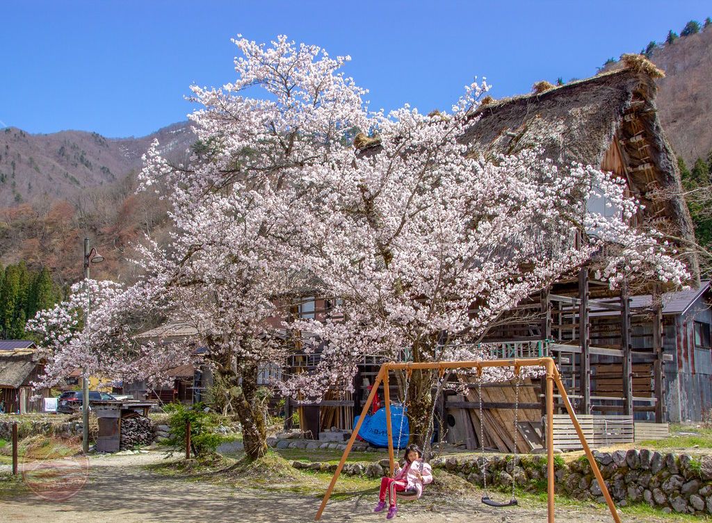 Không phải mùa tuyết, Shirakawago mùa xuân có gì đáng để đi lúc này?