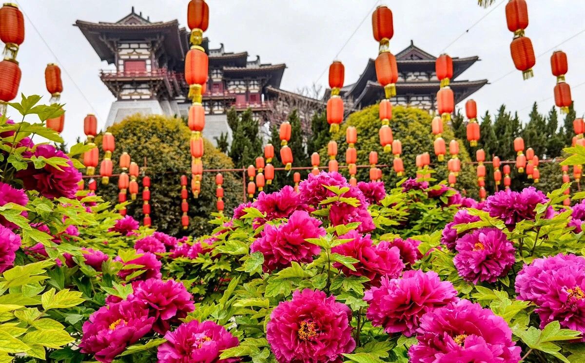  LẠC DƯƠNG – THỦ PHỦ HOA MẪU ĐƠN RỰC RỠ MỖI MÙA XUÂN 