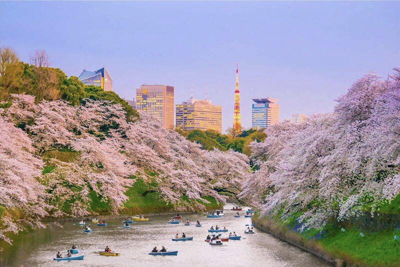 Nhật Bản vào mùa Sakura 2026: Sắc hồng phủ khắp từ Tokyo đến Hokkaido